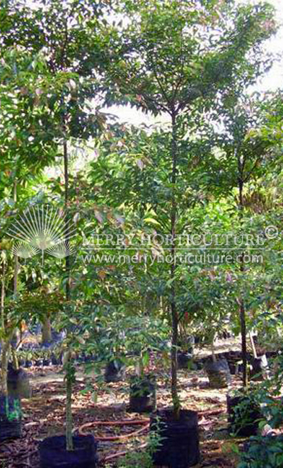Elaeocarpus mastersii 2